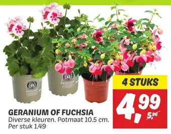 Dekamarkt GERANIUM OF FUCHSIA aanbieding