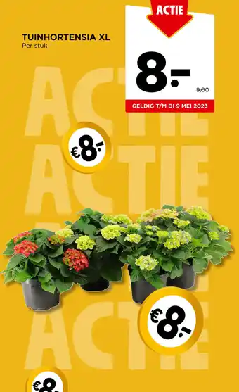 Jumbo TUINHORTENSIA XL aanbieding