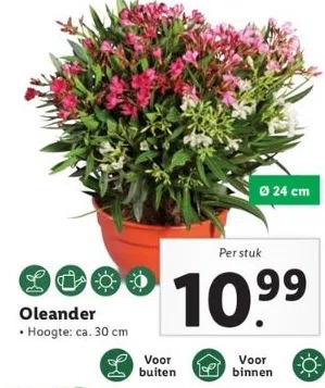 Oleander aanbieding bij Lidl
