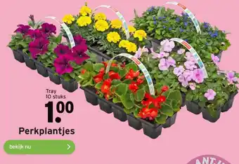 GAMMA Perkplantjes Tray 10 stuks aanbieding