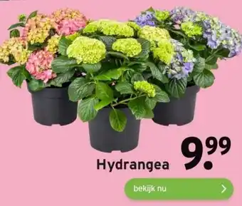 GAMMA Hydrangea aanbieding