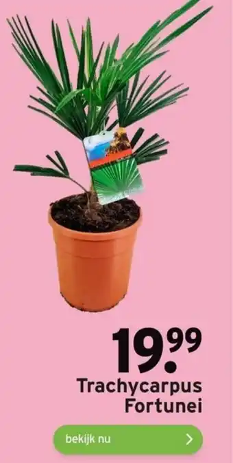 GAMMA Trachycarpus Fortunei aanbieding