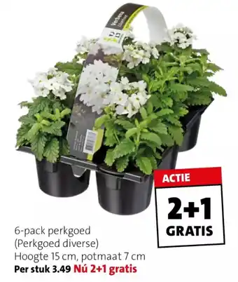 Intratuin 6-pack perkgoed (Perkgoed diverse) aanbieding