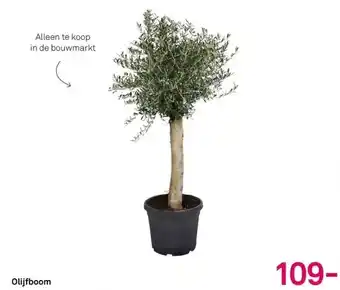 Karwei Olijfboom aanbieding