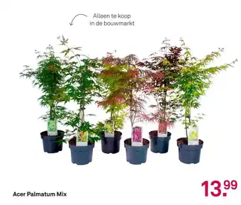 Karwei Acer Palmatum Mix aanbieding