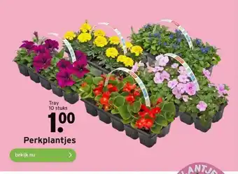 GAMMA Perkplantjes aanbieding