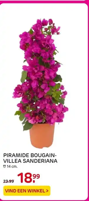 Praxis PIRAMIDE BOUGAIN-VILLEA SANDERIANA 14 cm. aanbieding