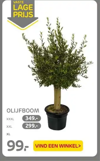 Praxis OLIJFBOOM XL aanbieding