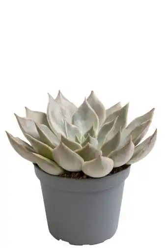 123Planten Echeveria mensa aanbieding