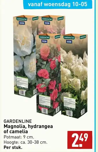 ALDI GARDENLINE Magnolia, hydrangea of camelia aanbieding