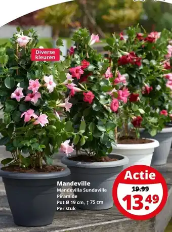 GroenRijk Mandeville mandevilla sundaville aanbieding