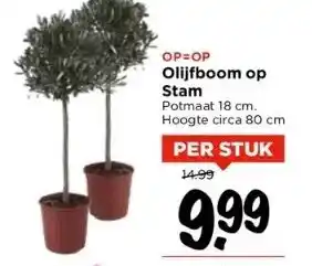 Vomar Voordeelmarkt Olijfboom op stam aanbieding