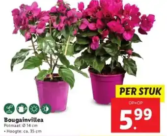 Lidl Bougainvillea aanbieding