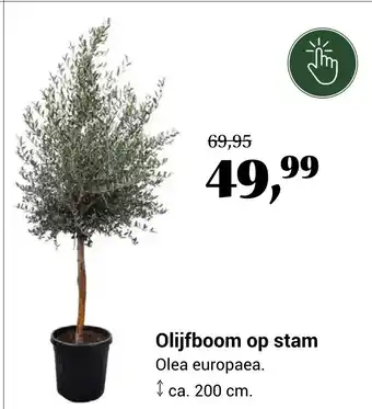 Tuincentrum Osdorp Olijfboom op stam aanbieding