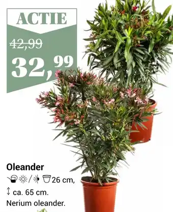 Tuincentrum Osdorp Oleander aanbieding