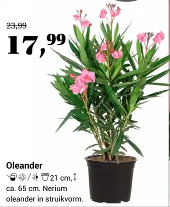 Tuincentrum Osdorp Oleander aanbieding