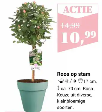 Tuincentrum Osdorp Roos op stam aanbieding