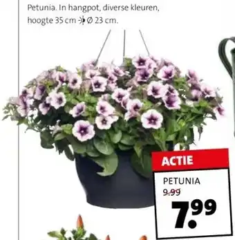 Intratuin Petunia aanbieding