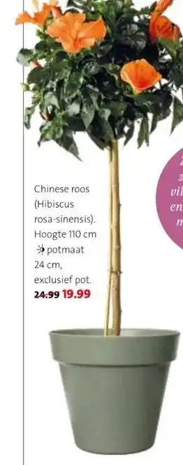 Intratuin (hibiscus rosa-sinensis). hoogte 110 cm potmaat 24 cm, exclusief pot. aanbieding