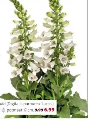 Intratuin Vingerhoedskruid (digitalis purpurea 'lucas'). hoogte 50 cm potmaat 17 cm. aanbieding