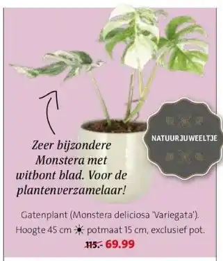 Intratuin Gatenplant (monstera deliciosa 'variegata'). aanbieding