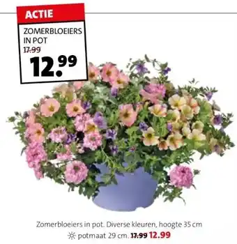 Intratuin Zomerbloeiers in pot. diverse kleuren, hoogte 35 cm potmaat 29 cm. aanbieding