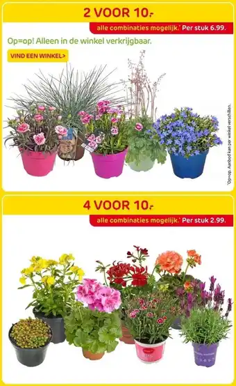 Praxis Diverse bloemen aanbieding