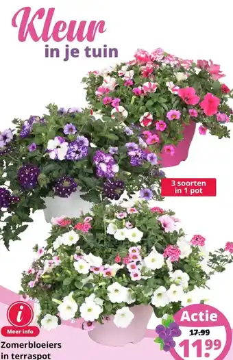 GroenRijk Zomerbloeiers in terraspot aanbieding