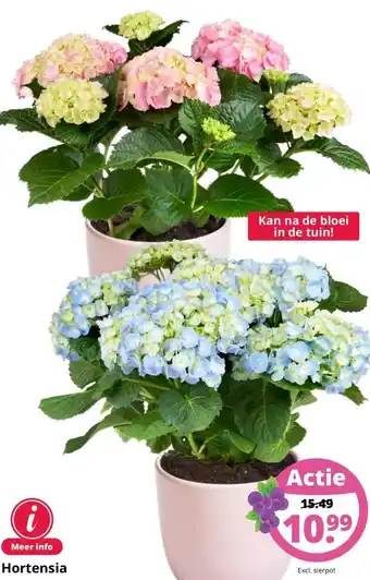 GroenRijk Hortensia aanbieding