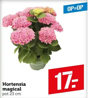 Coop Hortensia magical aanbieding