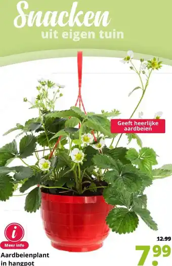 GroenRijk Aardbeienplant in hangpot aanbieding