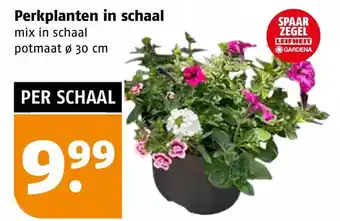 Poiesz Perkplanten in schaal aanbieding