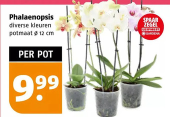 Poiesz Phalaenopsis aanbieding