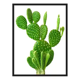 Home24 Afbeelding cactus aanbieding