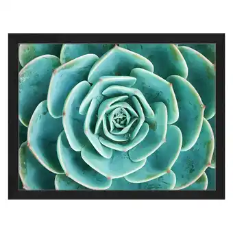 Home24 Afbeelding arrangement of the succulents aanbieding