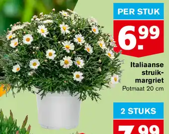 Hoogvliet Italiaanse struikmargriet aanbieding