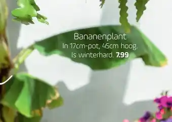 Coppelmans Bananenplant aanbieding