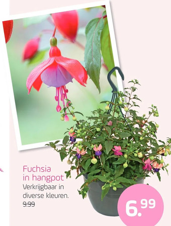 Coppelmans Fuchsia in hangpot aanbieding
