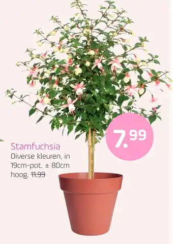 Coppelmans Stamfuchsia aanbieding