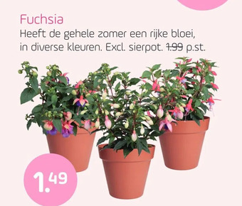 Coppelmans Fuchsia aanbieding
