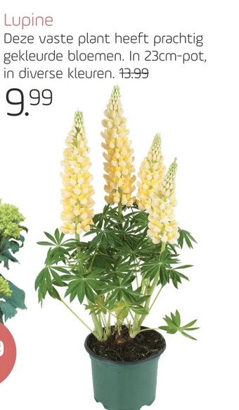 Coppelmans Lupine aanbieding