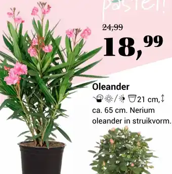 TuinWereld Oleander aanbieding