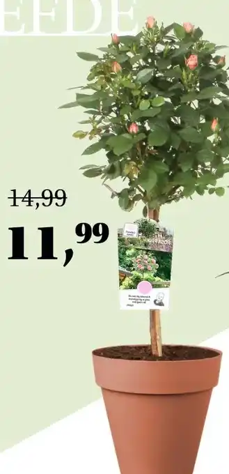 Life & Garden Roos op stam aanbieding