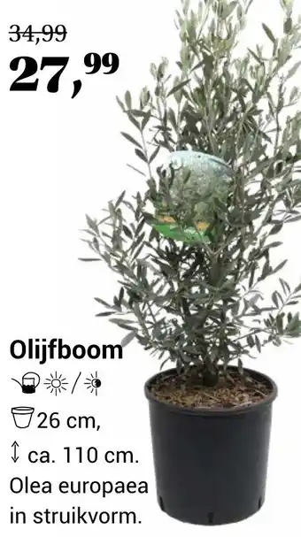 TuinWereld Olijfboom aanbieding