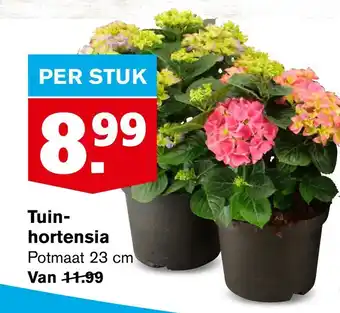 Hoogvliet Tuin- hortensia aanbieding