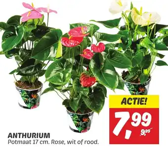 Dekamarkt ANTHURIUM 17 cm aanbieding