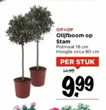 Vomar Voordeelmarkt Olijfboom op Stam Potmaat 18 cm. Hoogte circa 80 cm aanbieding