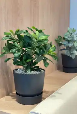 123Planten Pittisporum aanbieding