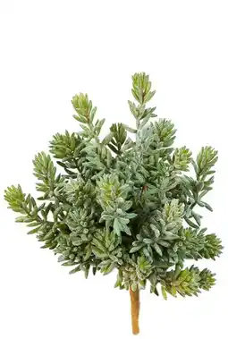 123Planten Sedum vetplant aanbieding