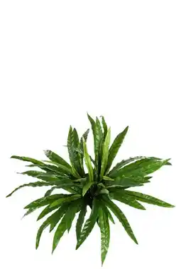 123Planten Asplenium varen aanbieding